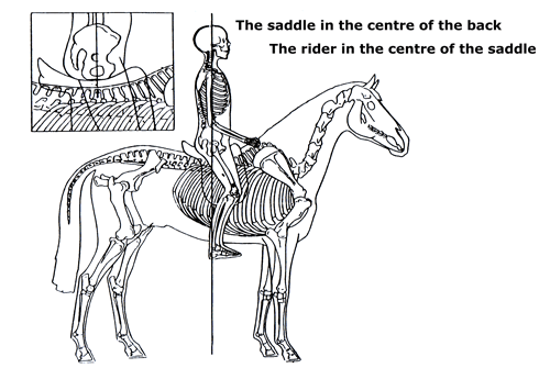 Center of saddle picture