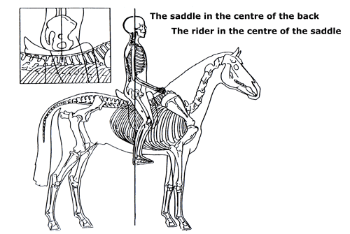 Saddle Fitting Guide right