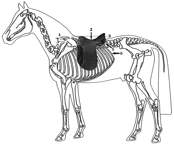 Saddle Fitting Guide left