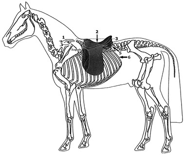 Saddle Fitting Guide left